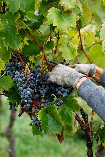 Sangiovese, Canaiolo e uva fragola 2