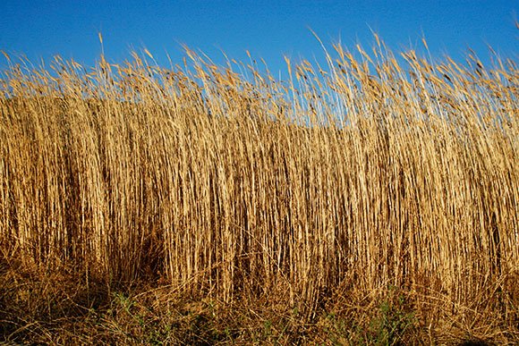 Insalata di farro monococco con crema di taccole e mandorle 2 monococco_2