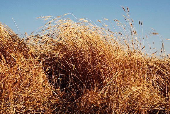Insalata di farro monococco con crema di taccole e mandorle 4 monococco_3
