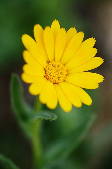 calendula