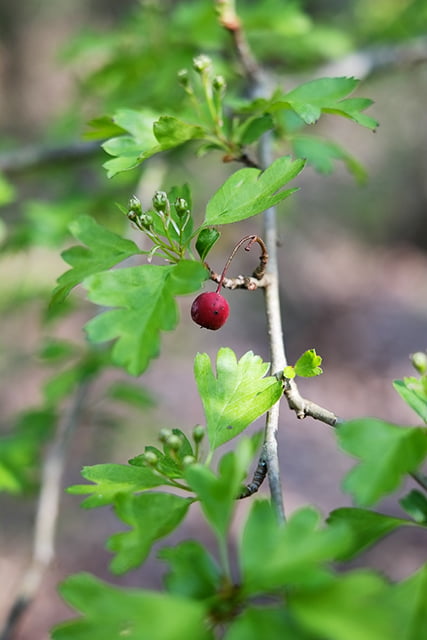 biancospino_1