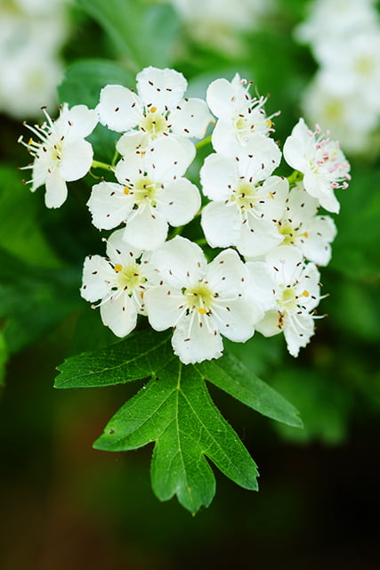 biancospino_3