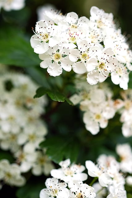biancospino_5