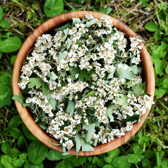 biancospino_6