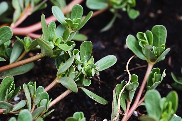 portulaca