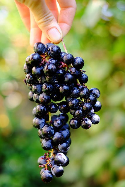 LA focaccia con l'uva 2