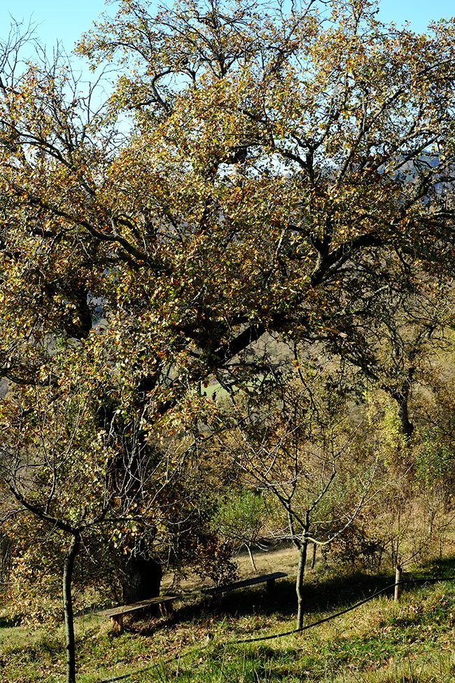 quercia