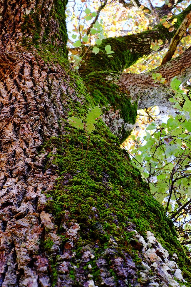 quercia_1