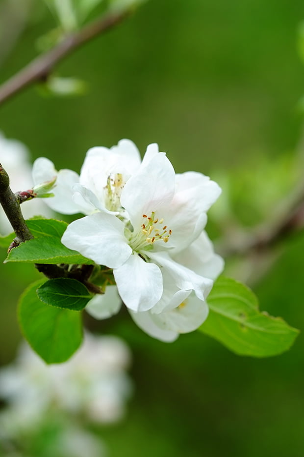 La mela limoncella e la sua essiccazione 2 melofiore_small