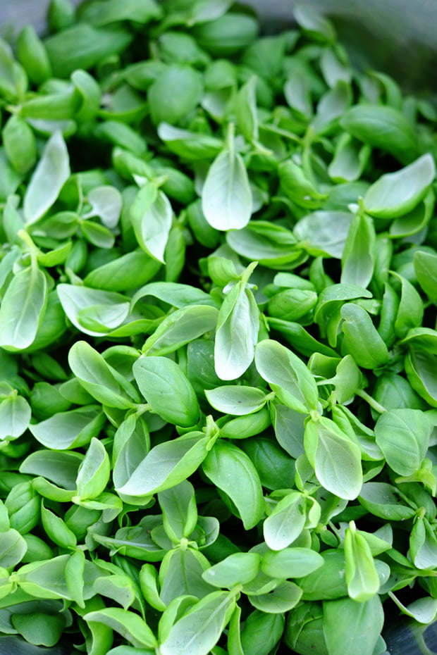 basilico_2_small