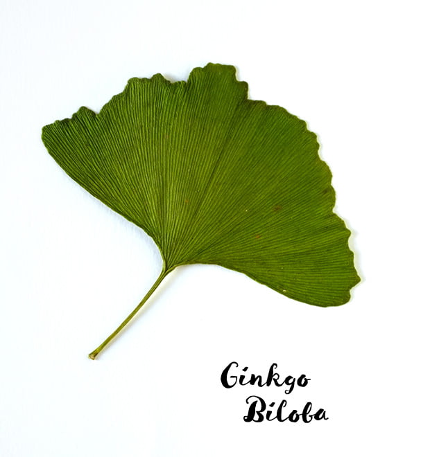 ginko_small