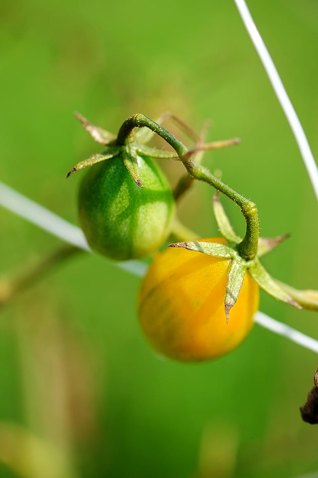 pomodorini_1_small