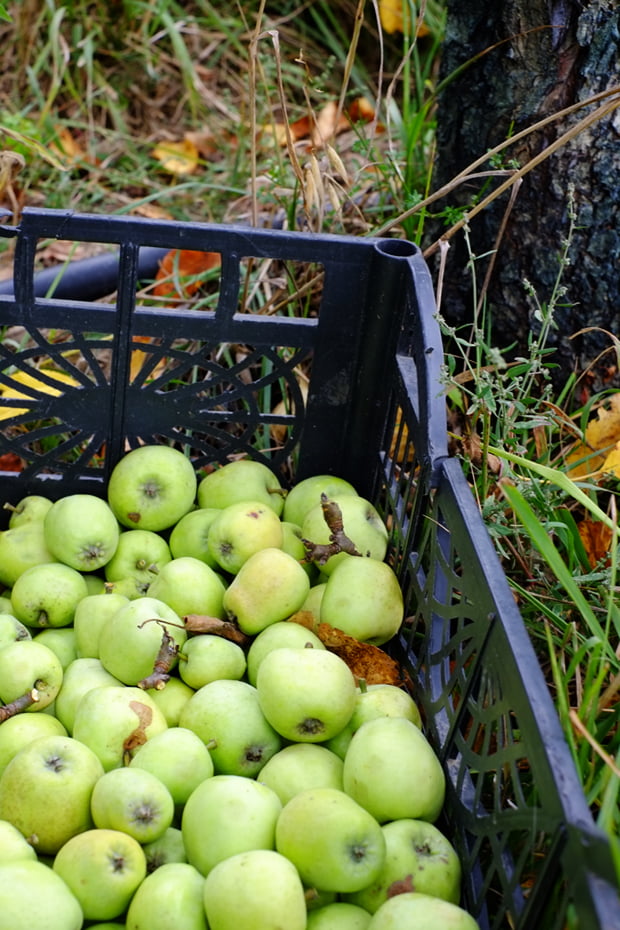 La mela limoncella e la sua essiccazione 13 mele_13_small