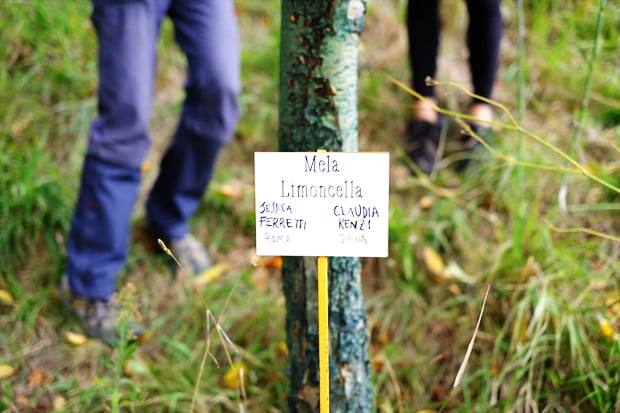 La mela limoncella e la sua essiccazione 14 mele_17_small