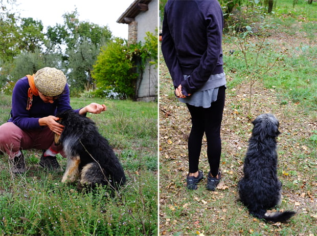 La mela limoncella e la sua essiccazione 10 mele_19_small