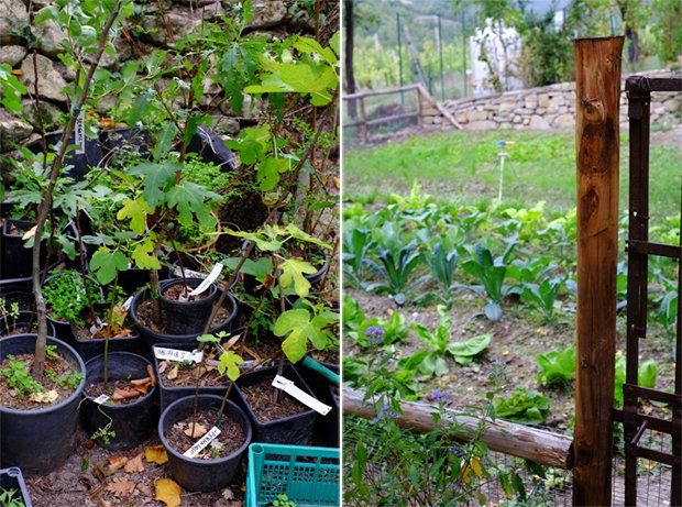 La mela limoncella e la sua essiccazione 9 mele_21_small