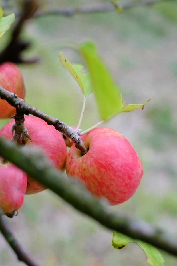 La mela limoncella e la sua essiccazione 8 mele_6_small