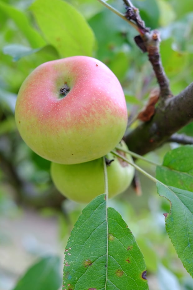 La mela limoncella e la sua essiccazione 7 mele_7_small