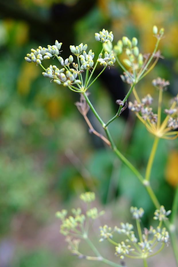 La mela limoncella e la sua essiccazione 3 mele_8_small