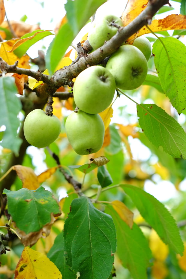 La mela limoncella e la sua essiccazione 11 mele_9_small