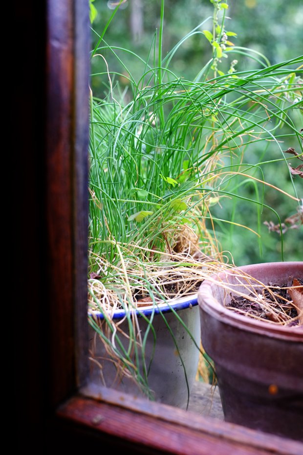 La mela limoncella e la sua essiccazione 6 mele_small