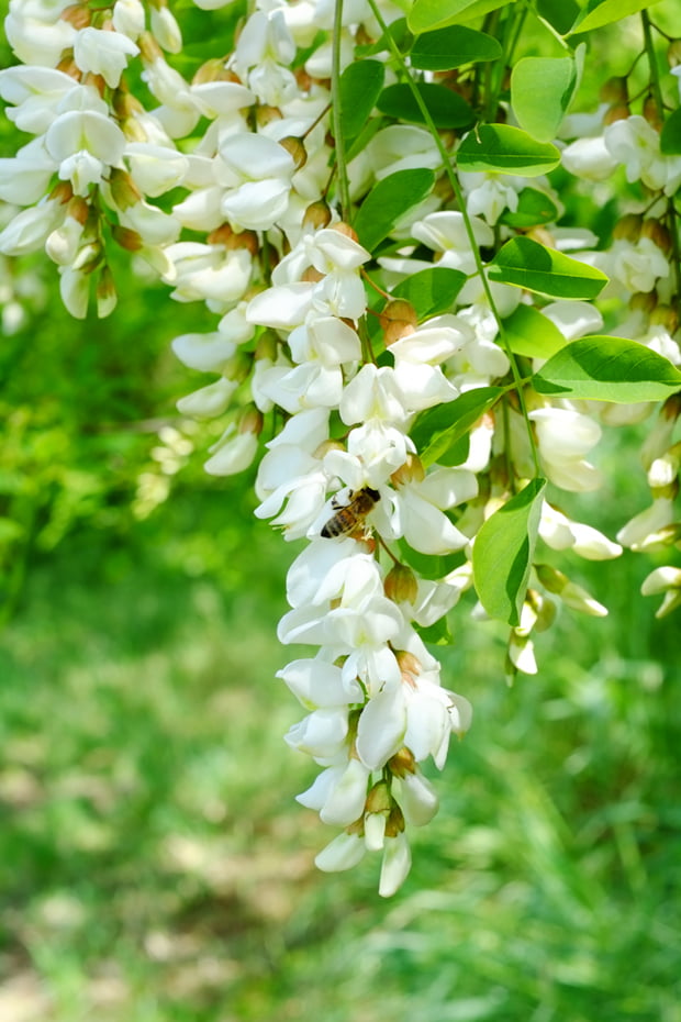 acacia_1_small