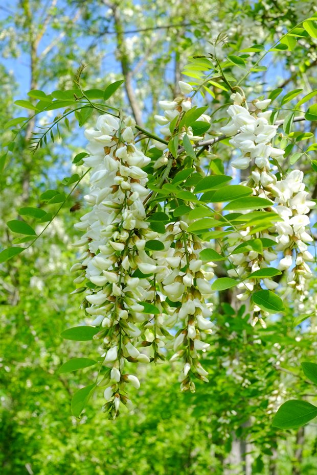 acacia_small