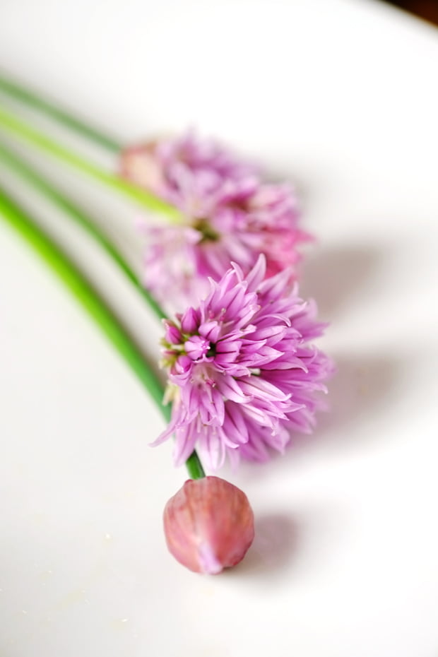 cipollina_small