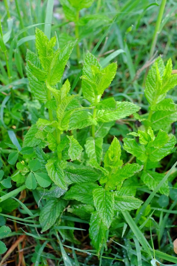 menta_small