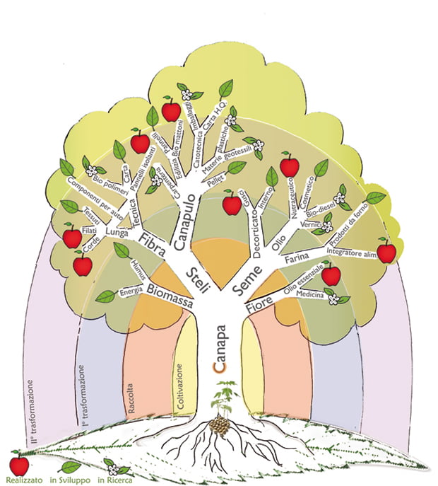Piante innovative e la raccolta della canapa 8 albero_canapa_small