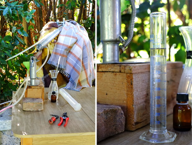 Piante innovative e la raccolta della canapa 5 canapa_11_small