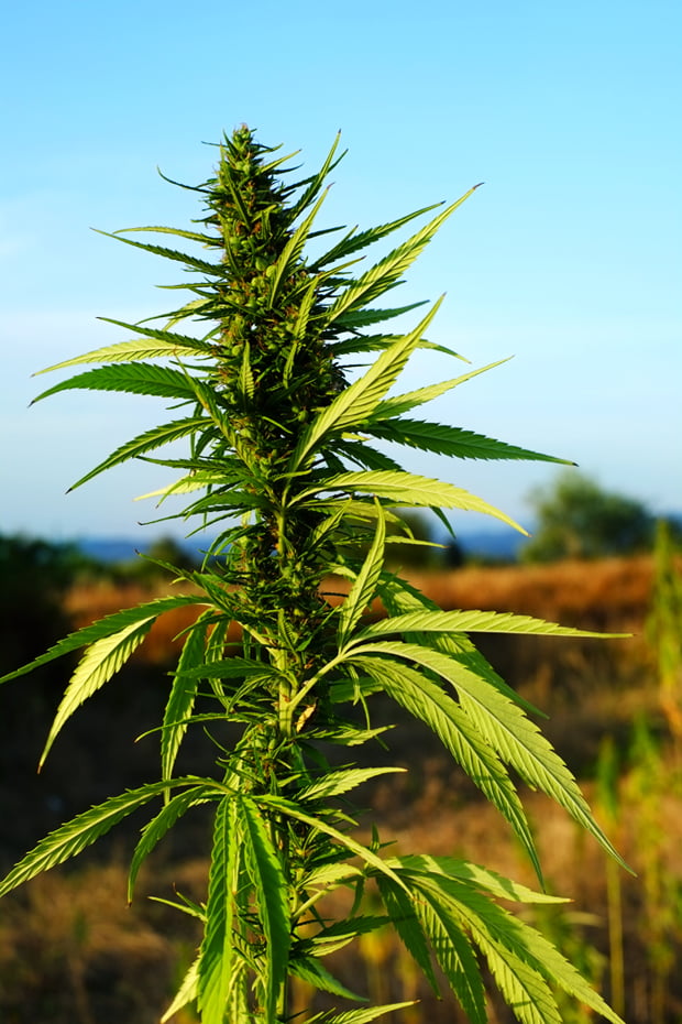 Piante innovative e la raccolta della canapa 6 canapa_2_small