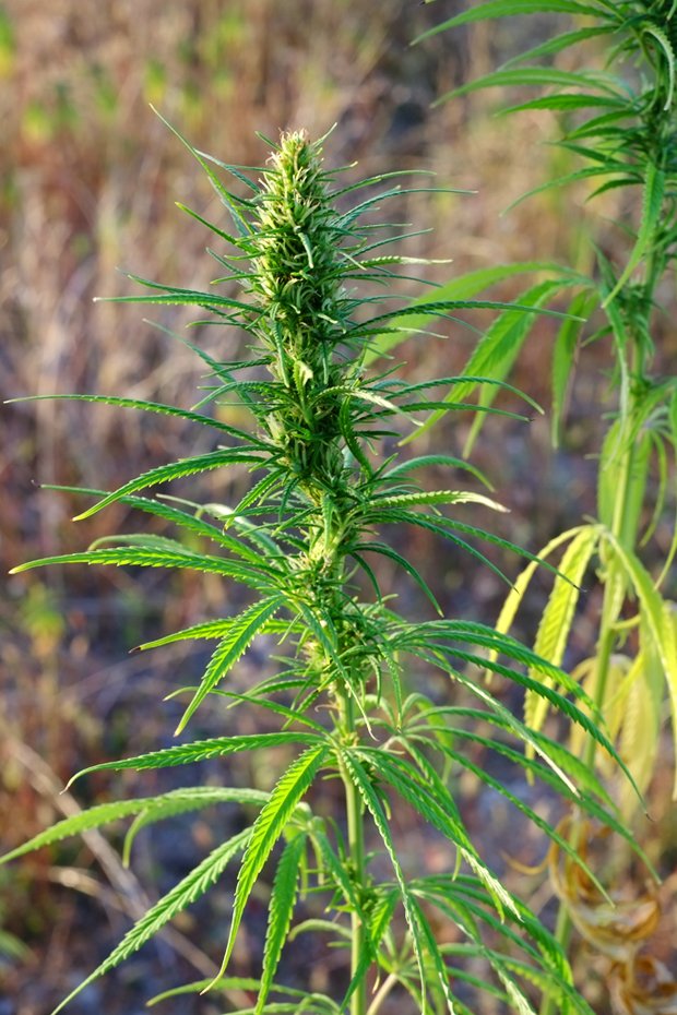 Piante innovative e la raccolta della canapa 7 canapa_3_small