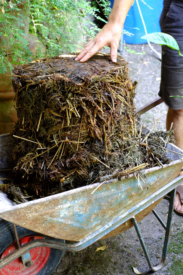 Piante innovative e la raccolta della canapa 4 canapa_9_small