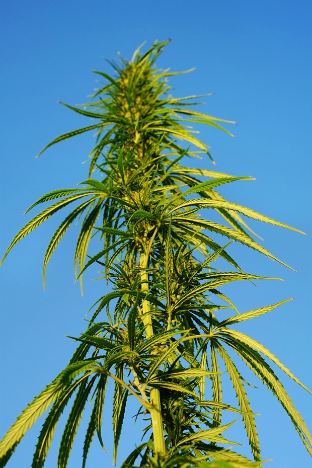 Piante innovative e la raccolta della canapa 2 canapa_small