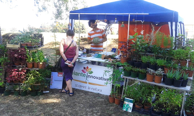 Piante innovative e la raccolta della canapa 10 stand_small