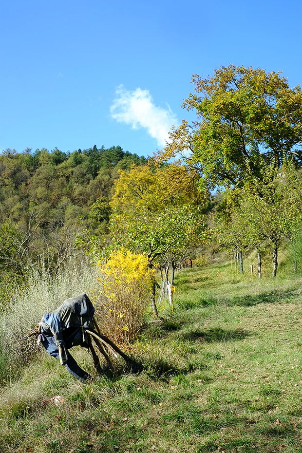 Composta di mele limoncelle 5 Claudia Renzi