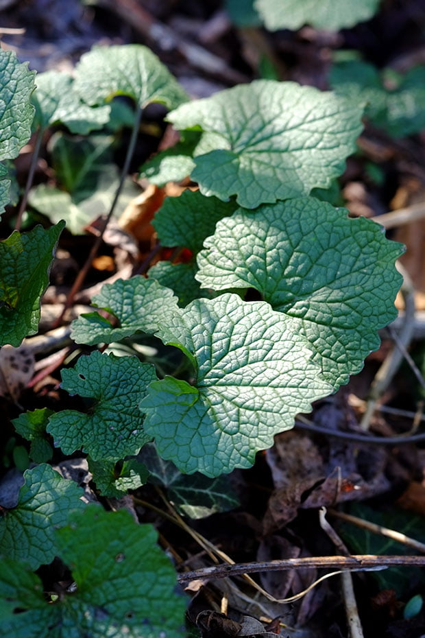 Insalata di cavoli con fiori e foglie di primula e alliaria 5