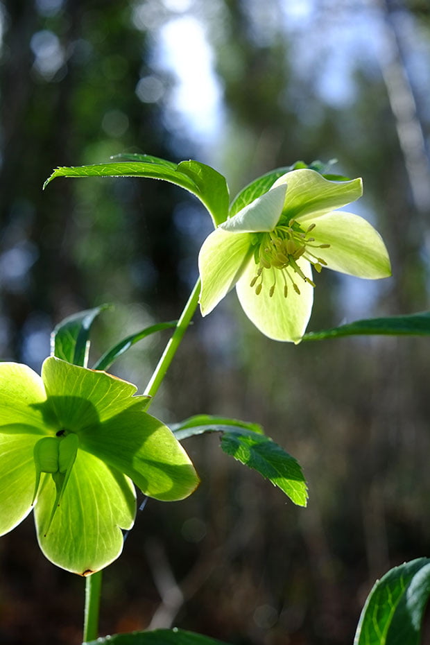 Insalata di cavoli con fiori e foglie di primula e alliaria 4