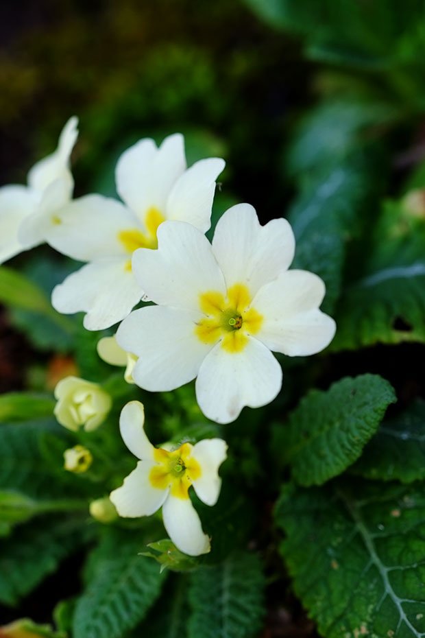 Insalata di cavoli con fiori e foglie di primula e alliaria 2