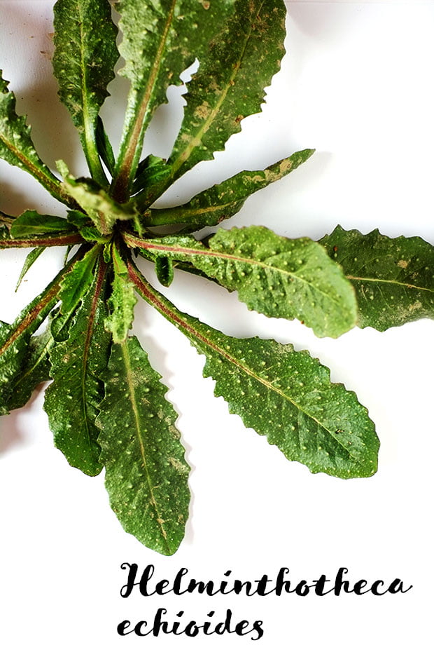 Crostini alle erbe e ceci con fiori di rosmarino e olio e.v.d'oliva Moraiolo 4