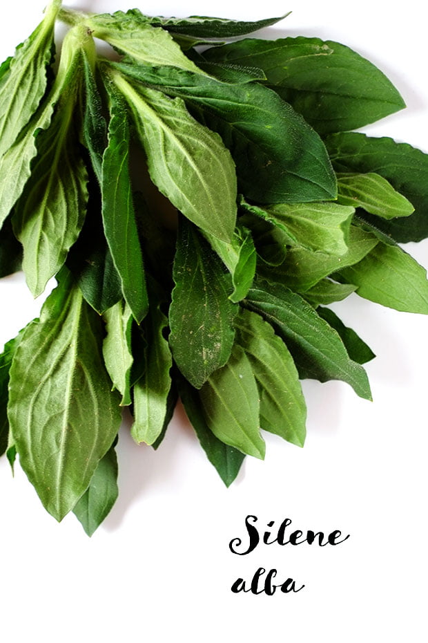 Crostini alle erbe e ceci con fiori di rosmarino e olio e.v.d'oliva Moraiolo 5