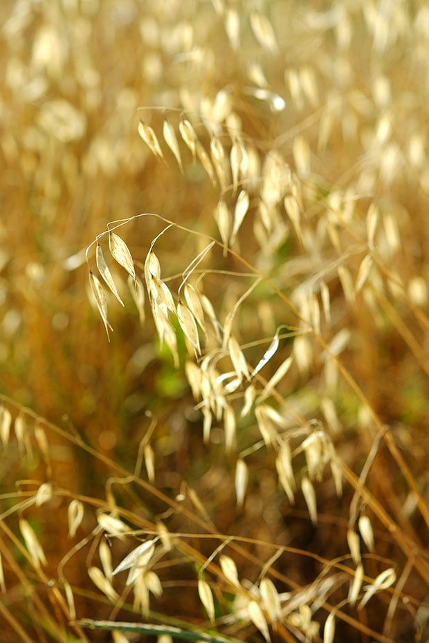 Orecchiette di grano arso con pesto alle mandorle fresche e pomodorini confits 3