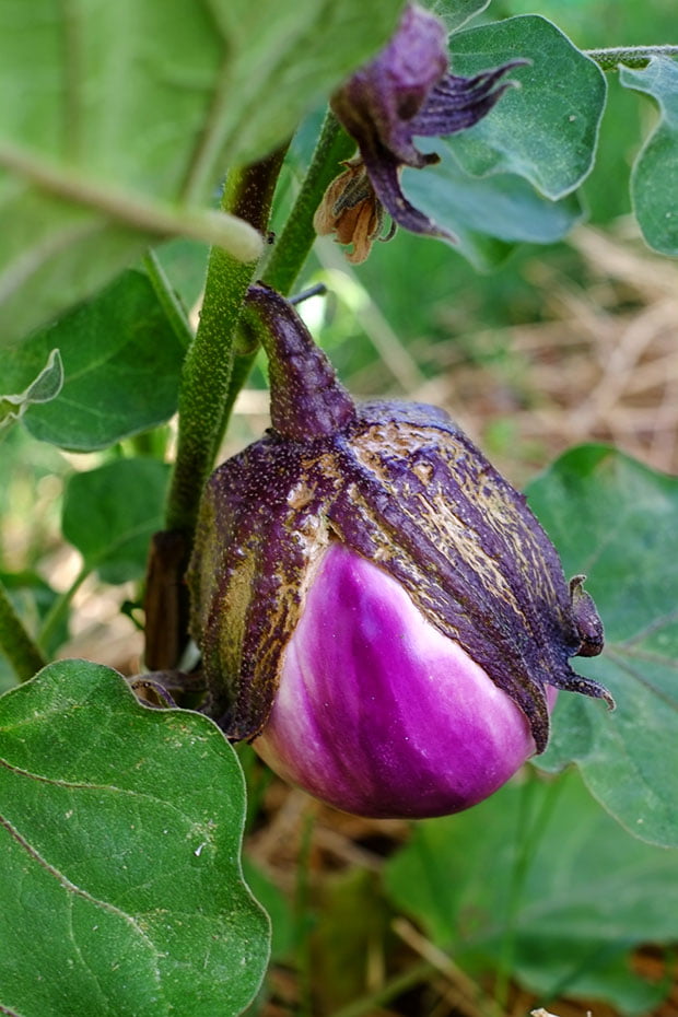 Orecchiette di grano arso con pesto alle mandorle fresche e pomodorini confits 5