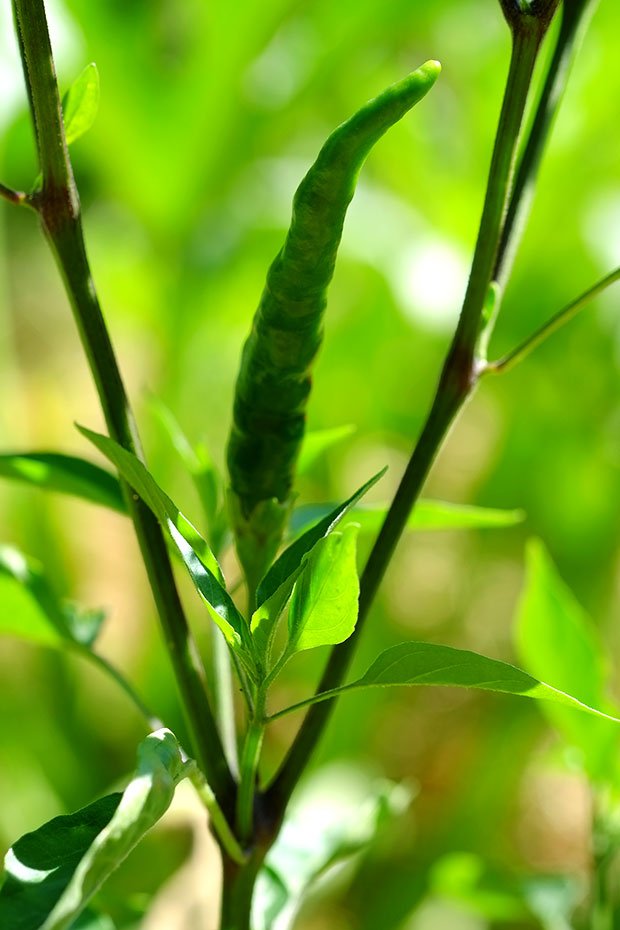 Orecchiette di grano arso con pesto alle mandorle fresche e pomodorini confits 6