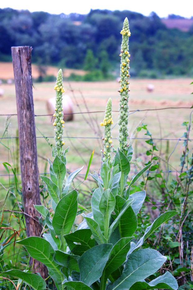 Polpettine di quinoa italiana e fagioli freschi ai semi di cardo su salsa di peperoni arrosto al pepe di Sichuan 4