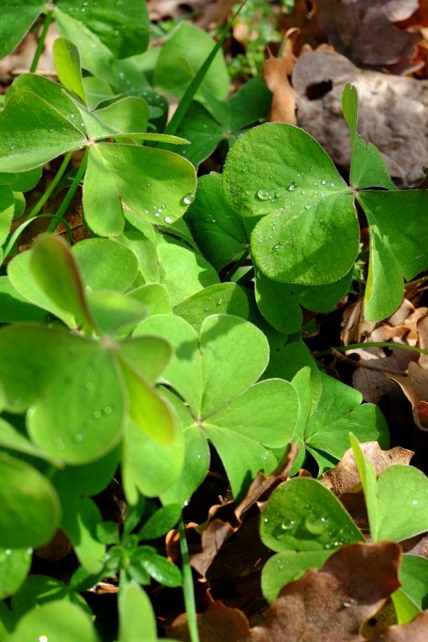 Vellutata di pratolina e acetosella 3