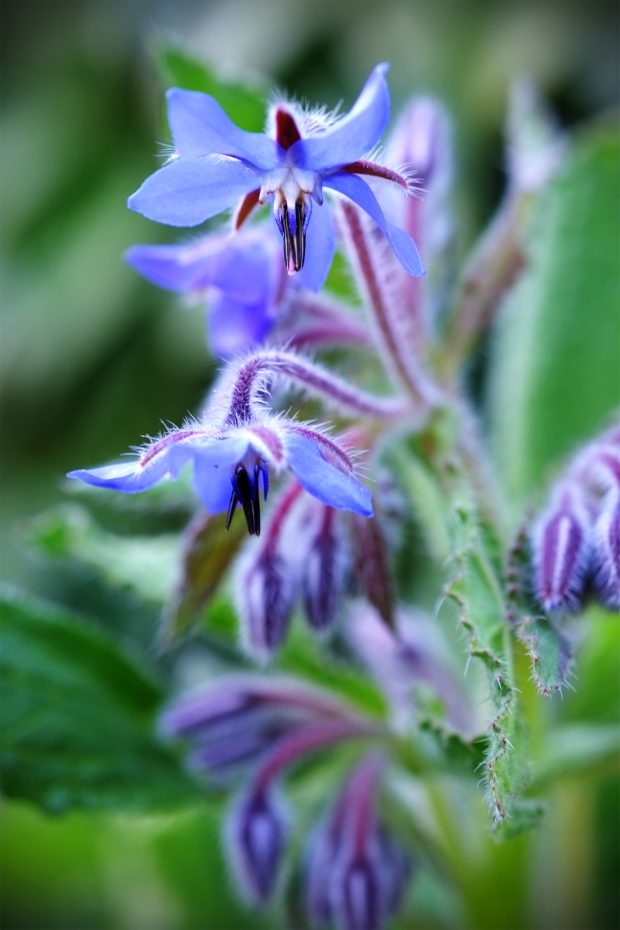 Ribollita d'erbe spontanee e cicerchie - Benvenuta primavera! 4