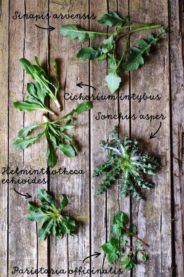 Ribollita d'erbe spontanee e cicerchie - Benvenuta primavera! 2