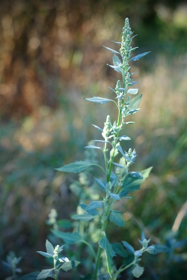 Fettuccine paglia e fieno ai semi di lino e farinello 4